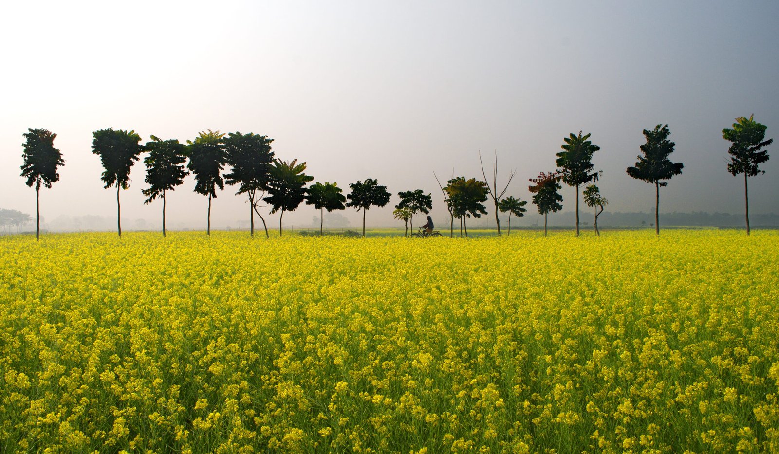 Mustard field in winter