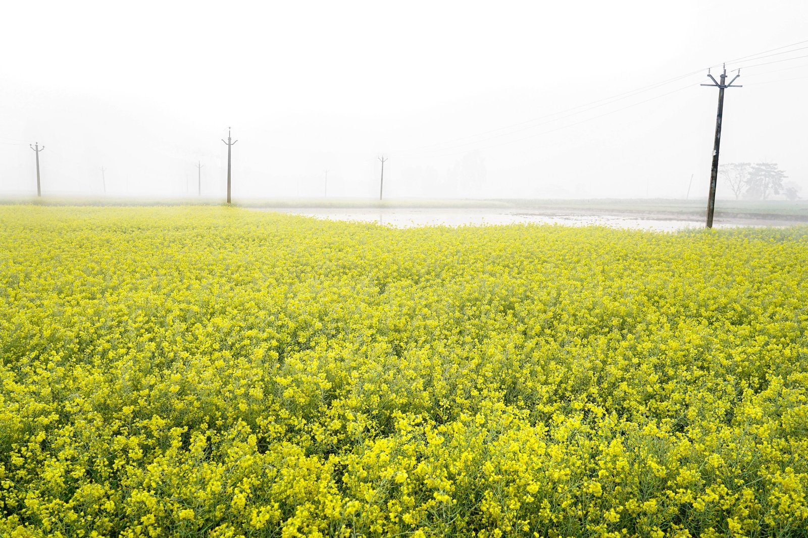 Mustard field